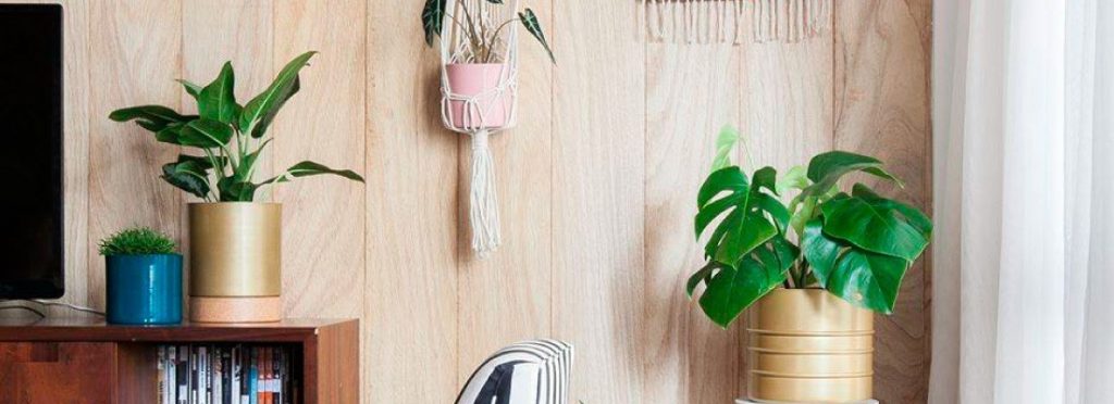 Decore sua Casa com Plantinhas