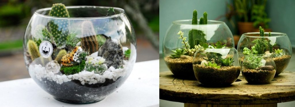 Como Fazer um Terrário